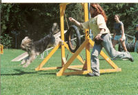 Agility Bilder