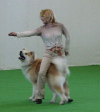 Dog-Dancing Bilder